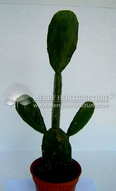 Opuntia Ficus-indica